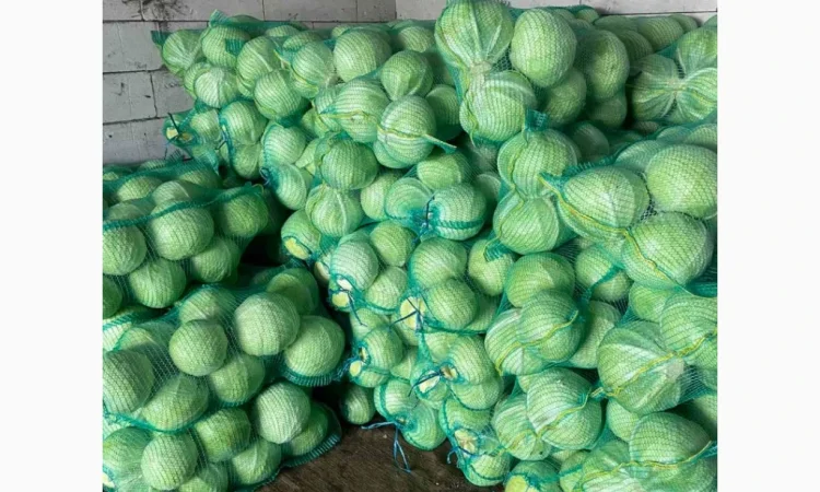 Капуста Сторідор на продажу - фото № 1