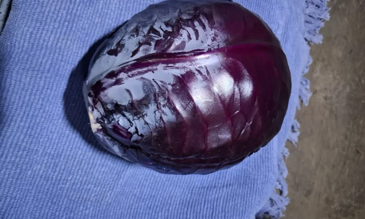 Продаю червону капусту - фото № 1