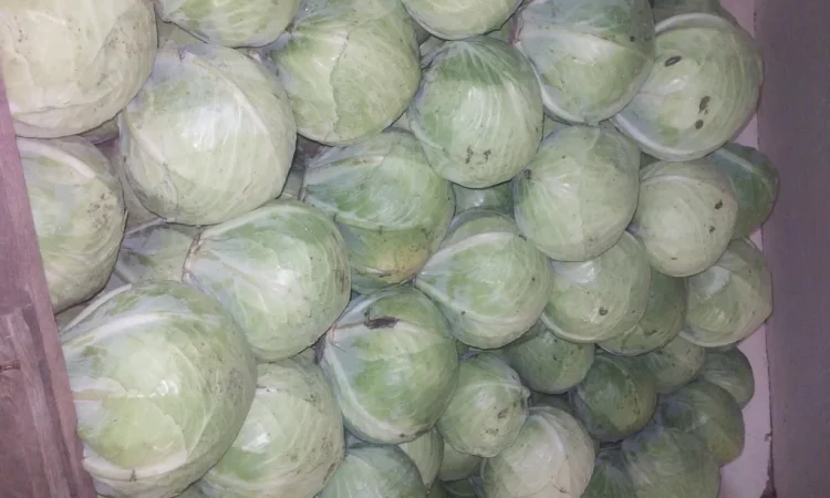 Капуста сорт саксесор F1, продікус F1 на продажу в Білопіллі - фото № 1