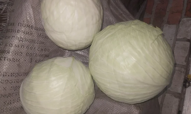 Капуста сорт саксесор F1, продікус F1 на продажу в Білопіллі - фото № 2