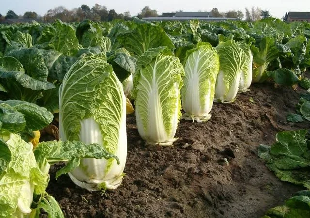 Закупівля пекінської капусти оптом від 10 тонн - фото № 1