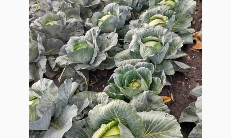 Капуста сорту Агрессор на продаж - фото № 1