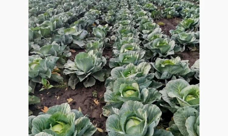 Капуста сорту Агрессор на продаж - фото № 2