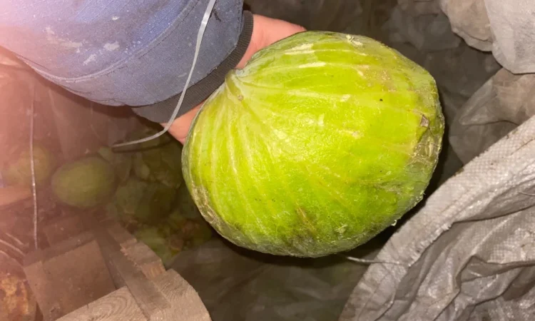 Капуста Центуріон на переробку - фото № 1