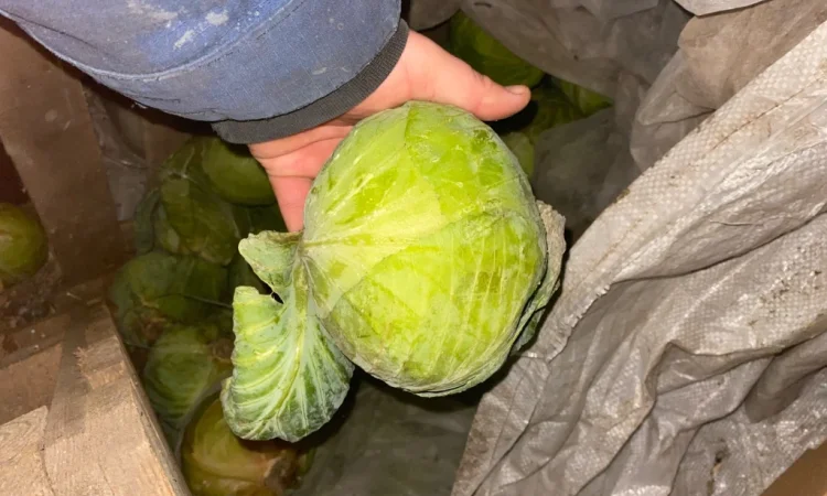Капуста Центуріон на переробку - фото № 2