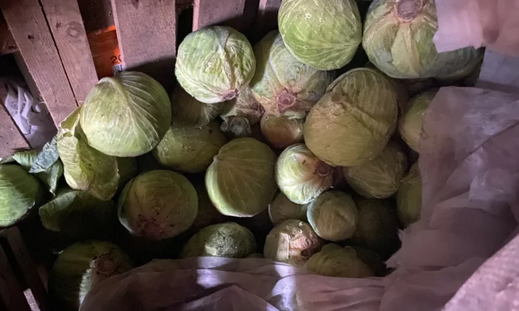 Капуста Центуріон на переработку - фото № 6
