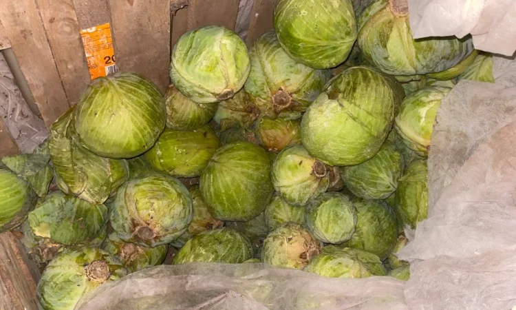 Капуста Центуріон на переробку - фото № 4