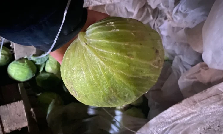 Капуста Центуріон на переробку - фото № 5