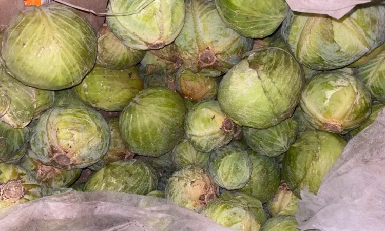 Капуста Центуріон на переробку - фото № 6