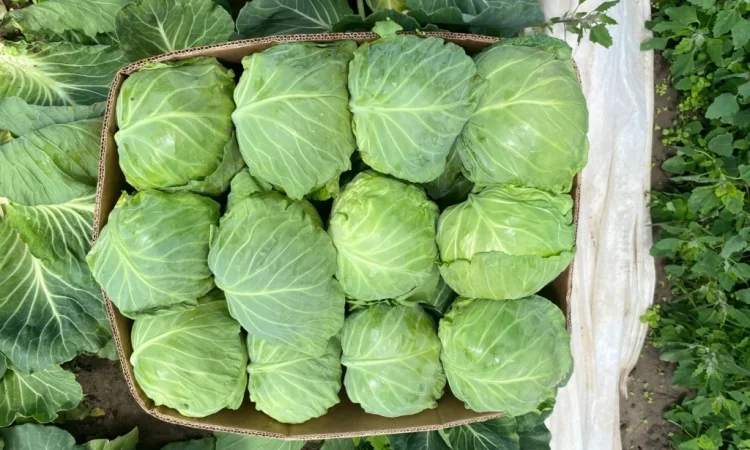 Продаж капусти пізніх сортів - фото № 1