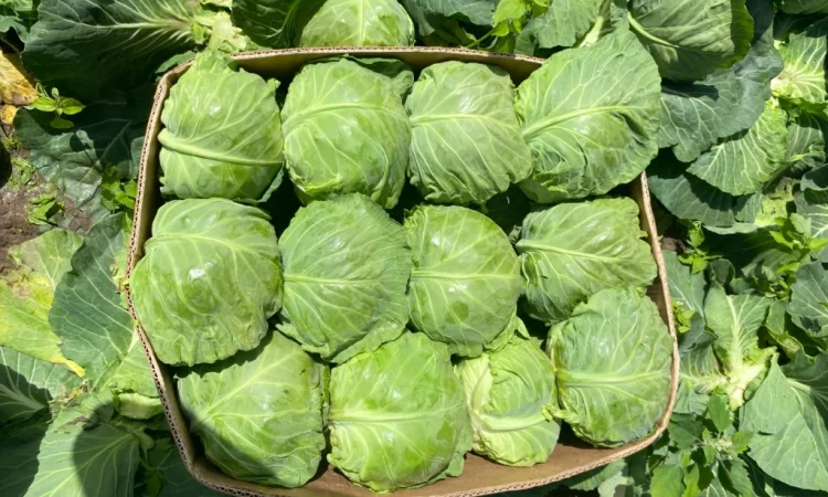 Продаж капусти пізніх сортів - фото № 2