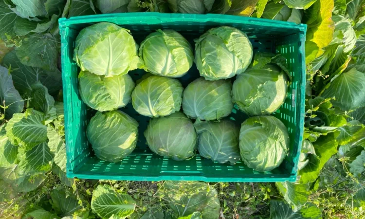 Продаж капусти пізніх сортів - фото № 3