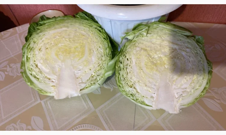 Продаж капусти пізніх сортів - фото № 4