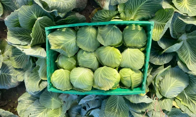 Продаж капусти пізніх сортів - фото № 6