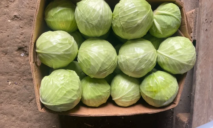 Продаж капусти пізніх сортів - фото № 7