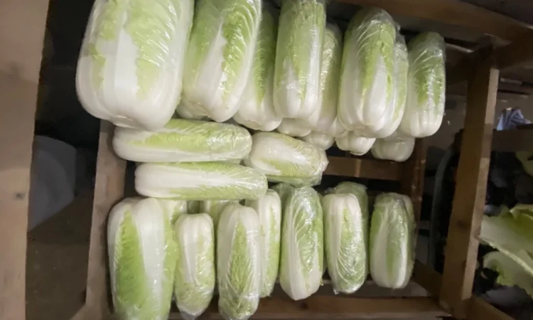 Пекінська капуста оптом - фото № 3