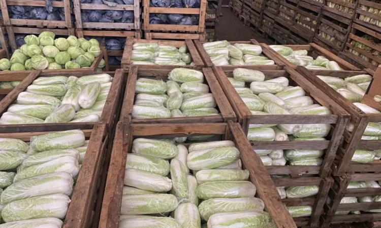 Пекінська капуста оптом - фото № 4