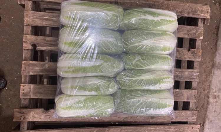 Пекінська капуста оптом - фото № 5