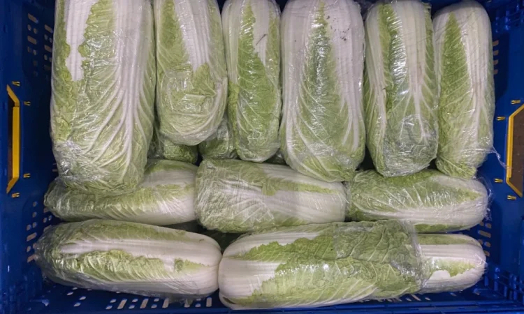 Пекінська капуста оптом - фото № 6