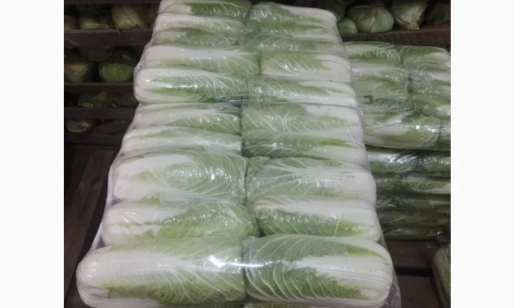 Пекінська капуста оптом - фото № 9