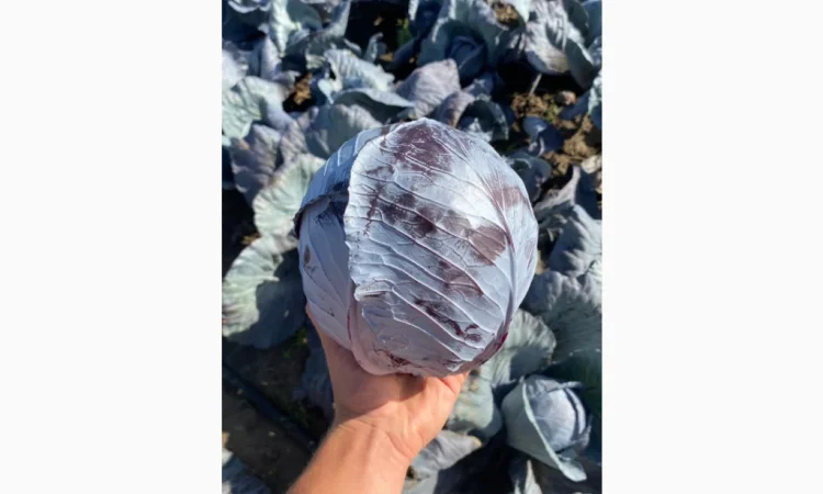 Пекінська капуста оптом - фото № 10