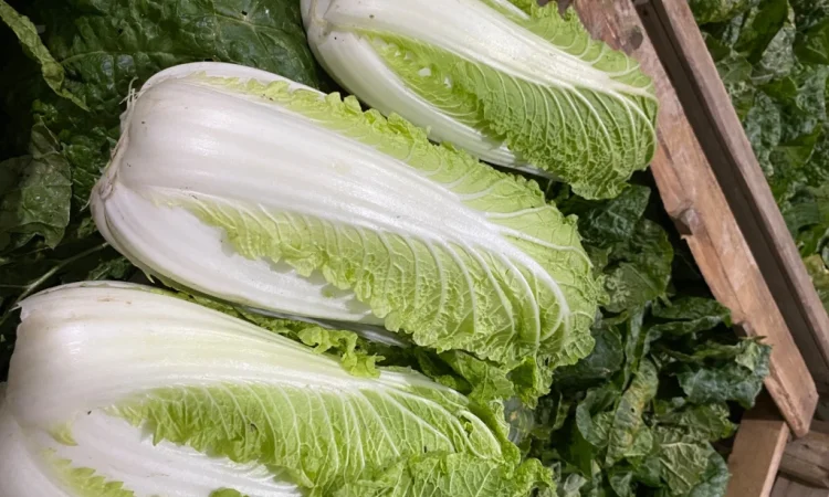 Пекінська капуста оптом - фото № 11