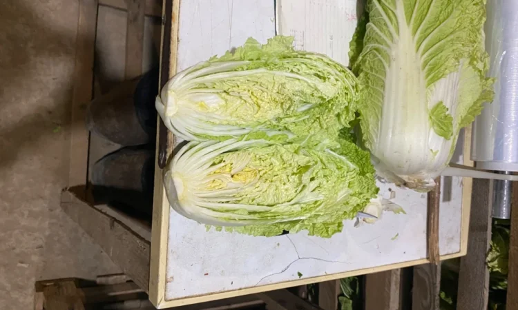 Пекінська капуста оптом - фото № 1