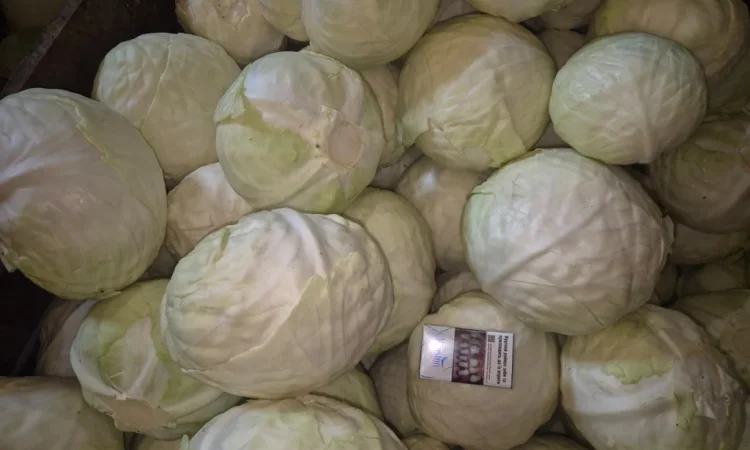 Капуста Саксесор, ідеальна якість - фото № 1