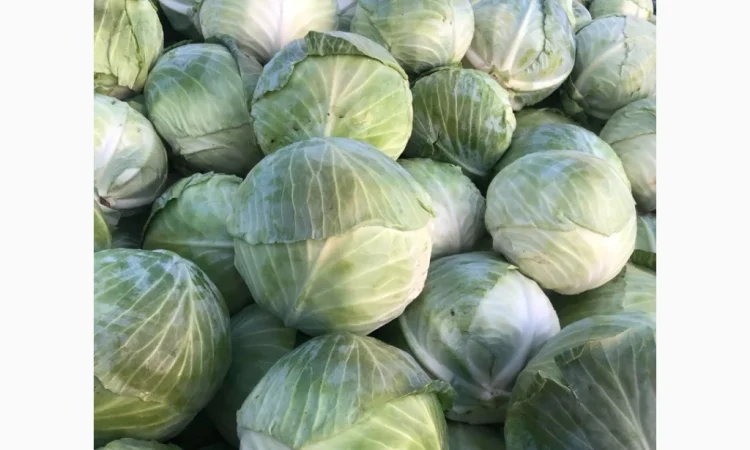 Капуста пізніх сортів на продаж - фото № 2