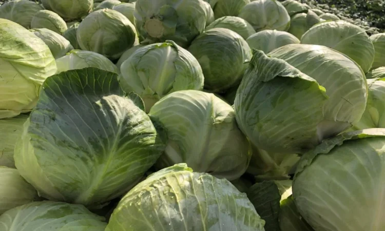 Капуста пізніх сортів на продаж - фото № 3