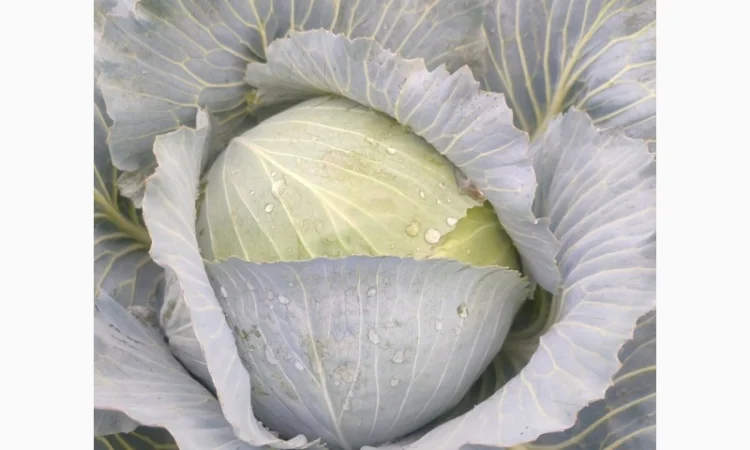 Капуста пізніх сортів, чиста, без шкідників - фото № 1