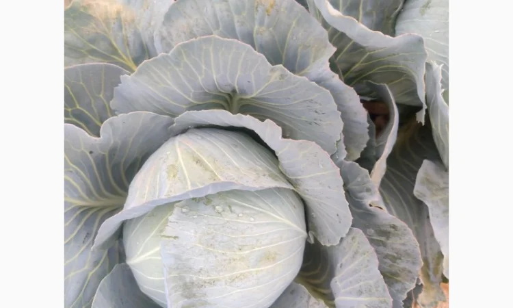 Капуста пізніх сортів, чиста, без шкідників - фото № 2