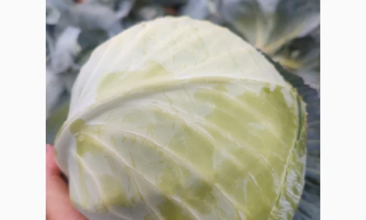 Капуста пізніх сортів, чиста, без шкідників - фото № 3