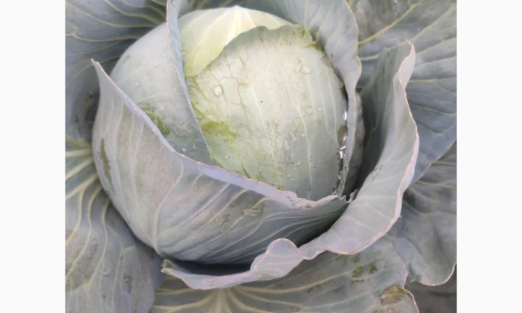 Капуста білокачанна на продажу - фото № 1