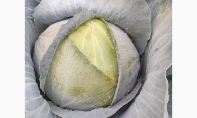 Капуста білокачанна на продажу - фото № 2