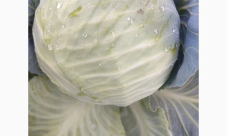 Капуста білокачанна на продажу - фото № 3