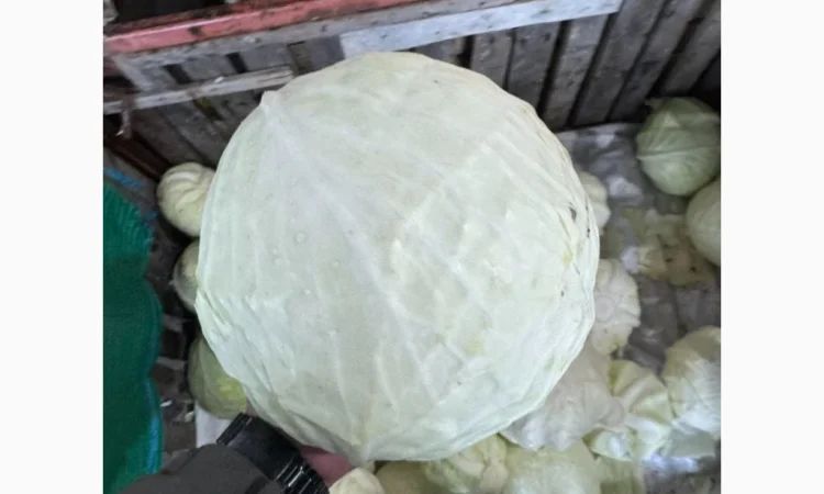 Капуста б/к оптом от фермеров - фото № 2