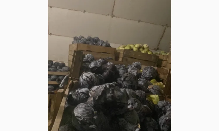 Капуста червоно качану на продажу - фото № 1