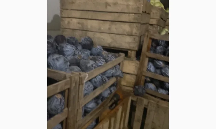 Капуста червоно качану на продажу - фото № 2