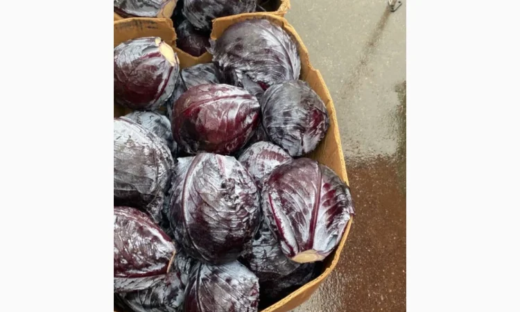 Капуста червоно качану на продажу - фото № 4