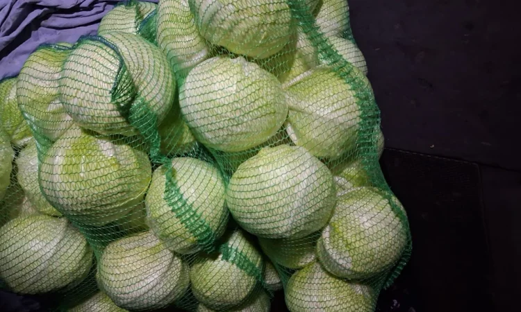 Продаж капусти пізніх сортів - фото № 1