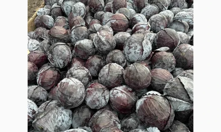 Капуста червоноголова на продаж - фото № 1