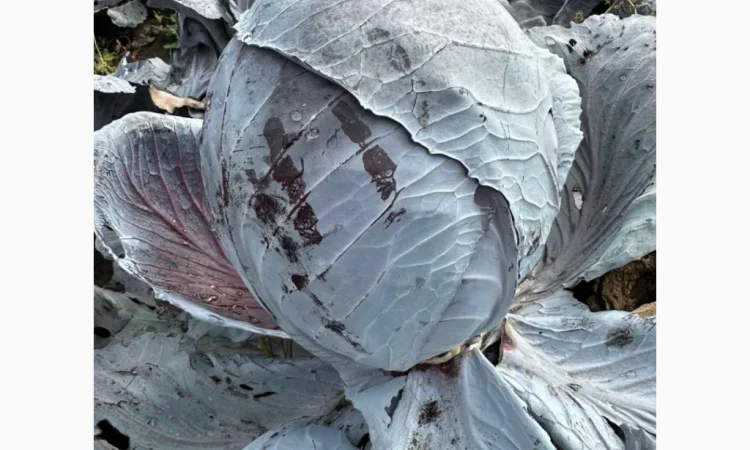 Капуста червоноголова на продаж - фото № 2