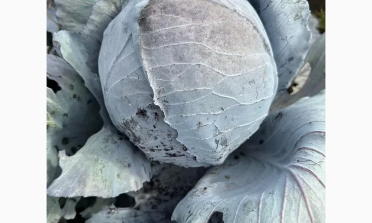 Капуста червоноголова на продаж - фото № 3