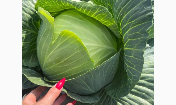 Капуста на голубці на продажу - фото № 1