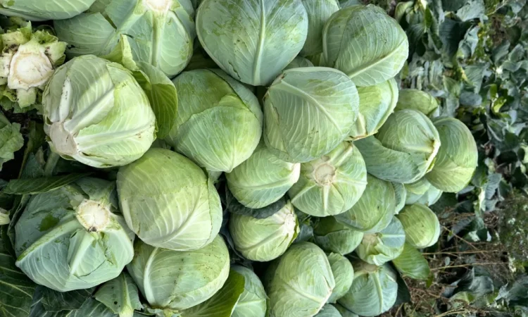 Продаж капусти Агресор F1 в сітці 30 кг - фото № 1