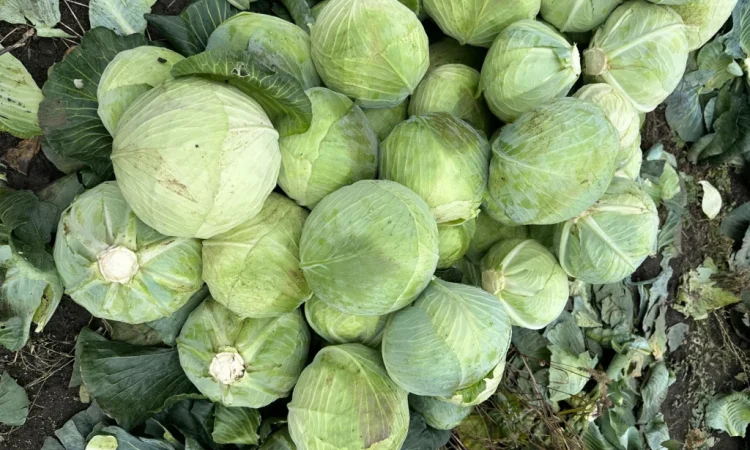 Продаж капусти Агресор F1 в сітці 30 кг - фото № 2