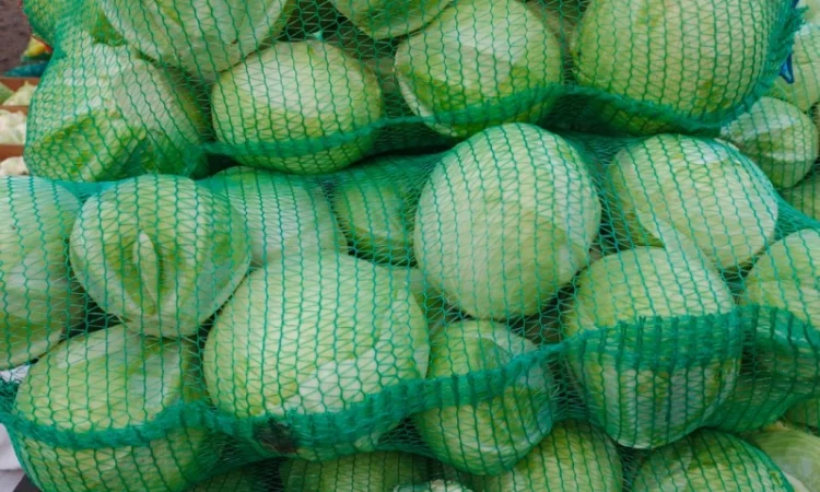 Продаю капусту оптом - фото № 2