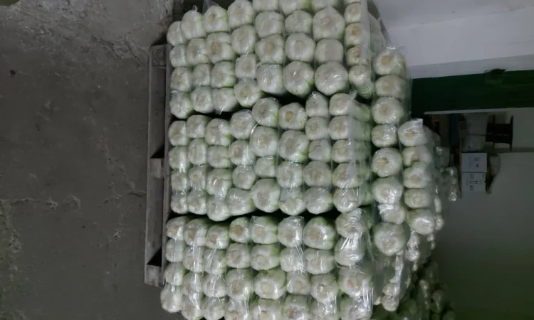 Пекинська капуста на продаж - фото № 5