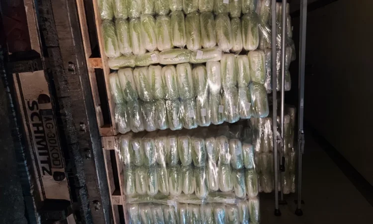 Пекинська капуста на продаж - фото № 7